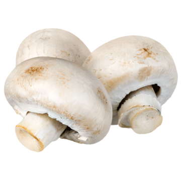 Kültür Mantarı - 1 kg  